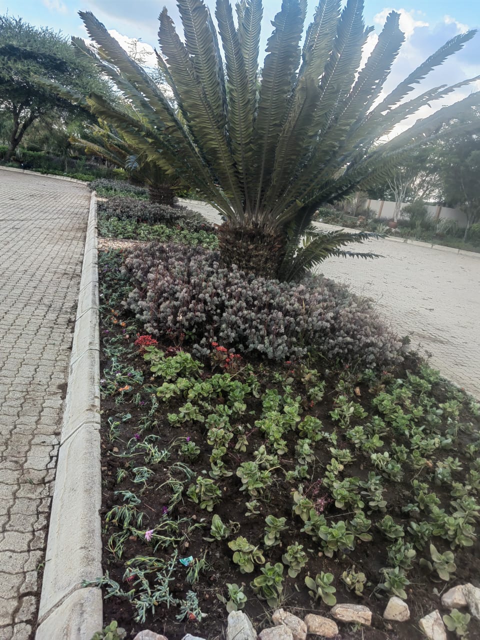 Cycad and succulent garden bed along walkway